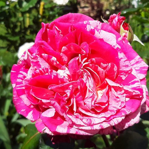 Romantični vrt ruža