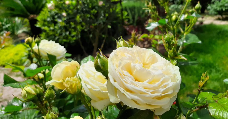 Romantični vrt ruža
